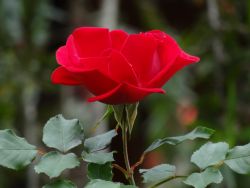 Foto de Archivo -Daimiel rosa roja