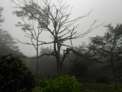 Foto de Archivo -Daimiel (Cerro azul-Panamá)