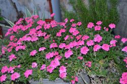 Flores del convento de Daimiel