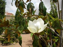 Magnolia -huerta de Mínimas-Daimiel 