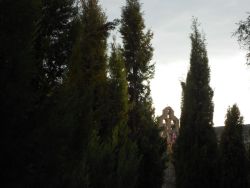 Campanario desde la huerta de Daimiel